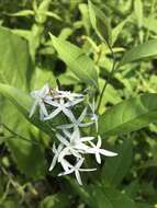 Image of eastern bluestar