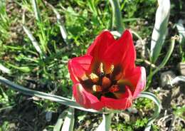 Image of orange wild tulip