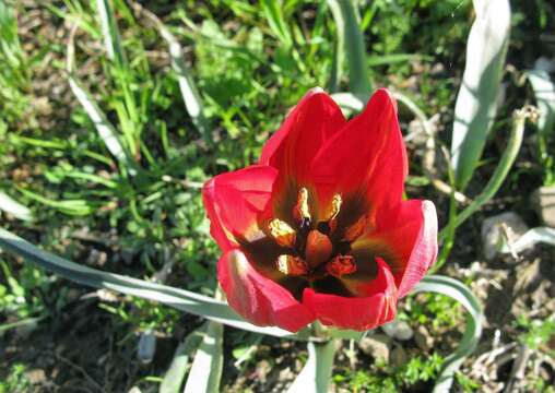 Image de Tulipa orphanidea Boiss. ex Heldr.