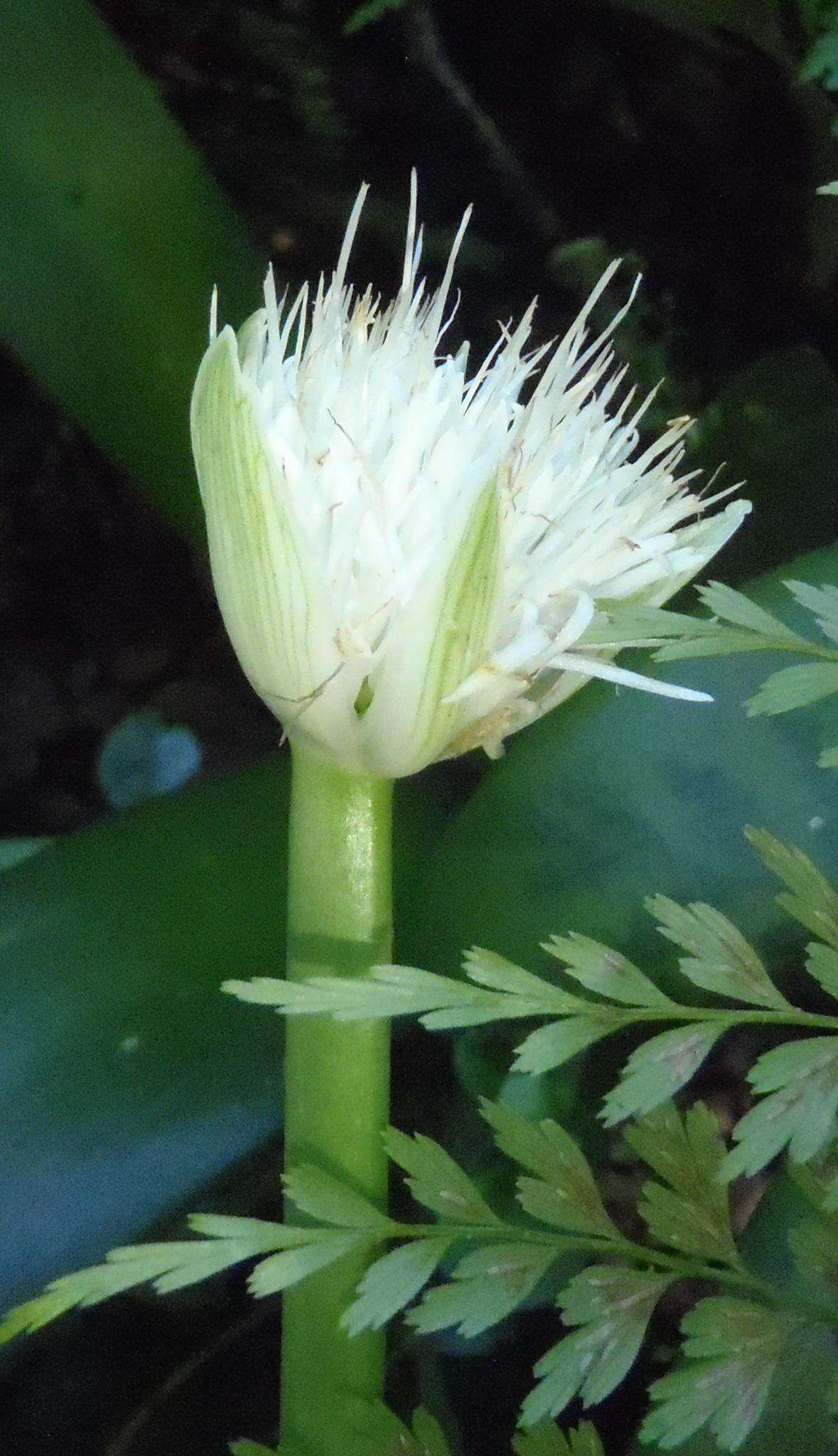 Image of Haemanthus albiflos Jacq.