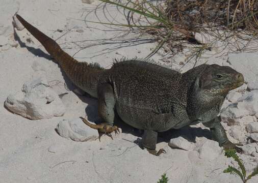 Imagem de Cyclura carinata Harlan 1824