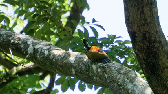 Image of Common Flameback