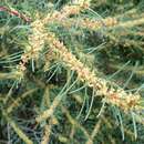 Image of Hakea nodosa R. Br.