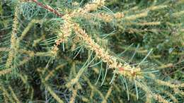 Image of Hakea nodosa R. Br.