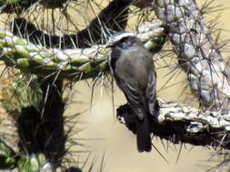 Ochthoeca leucophrys (d'Orbigny & Lafresnaye 1837)的圖片