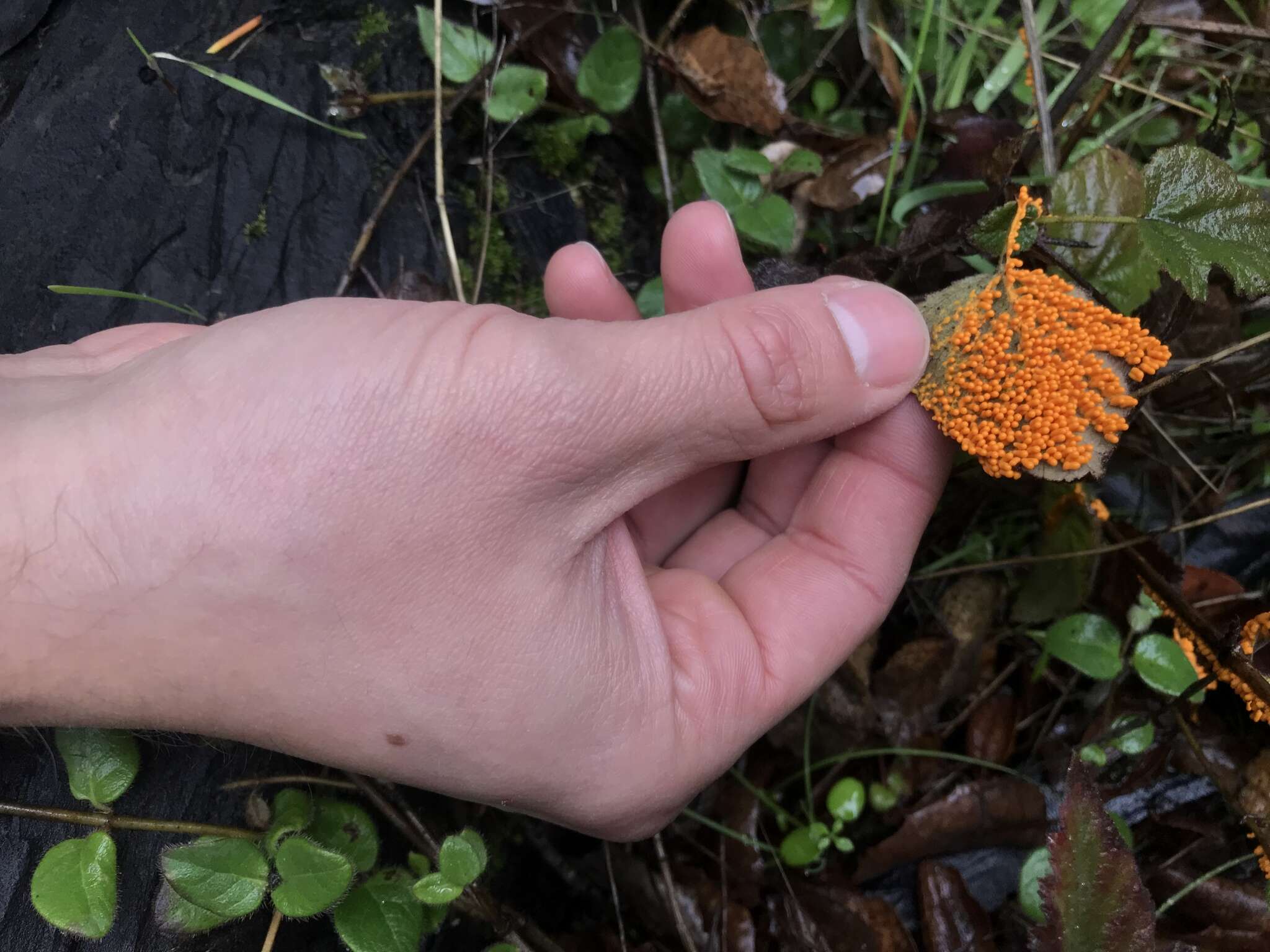 Image of Egg-shell Slime Mould