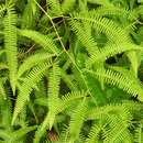 Image of Comb Forked Fern