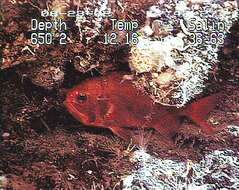 Image of Deep sea perch