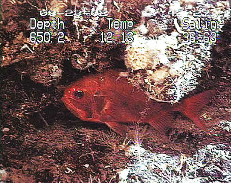 Image of Deep sea perch