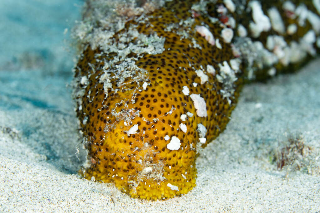 Image of Paradox Sea Cucumber