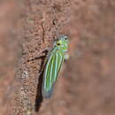 Sivun Chlorogonalia coeruleovittata (Signoret 1855) kuva