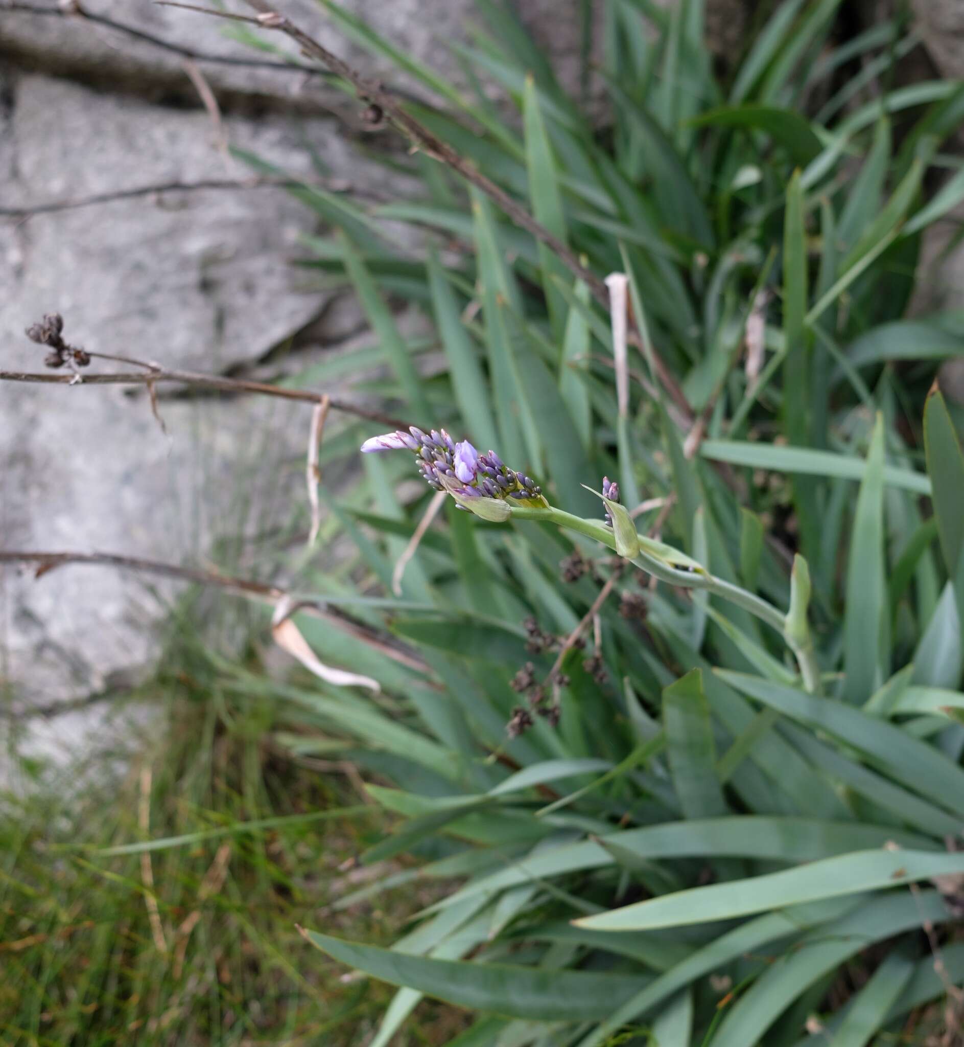 Imagem de Aristea latifolia G. J. Lewis