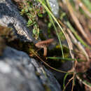 Image of Pseudoclitocybe obbata (Fr.) Singer 1962