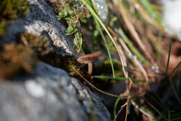 Image of Pseudoclitocybe obbata (Fr.) Singer 1962