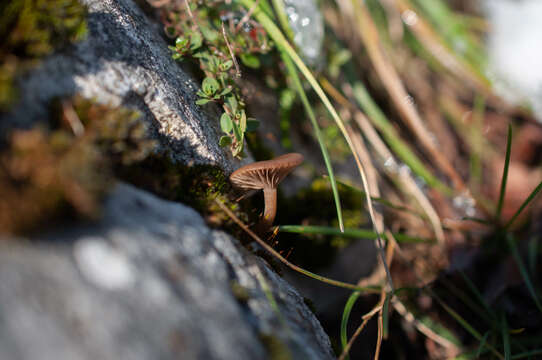 Слика од Pseudoclitocybe obbata (Fr.) Singer 1962