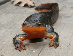 Image of California Newt