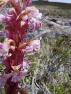 Image of Pink candle orchid