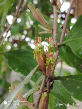 Image of Dendrophthoe pentandra (L.) Miq.