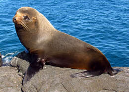 Image de Arctocéphale des Galapagos