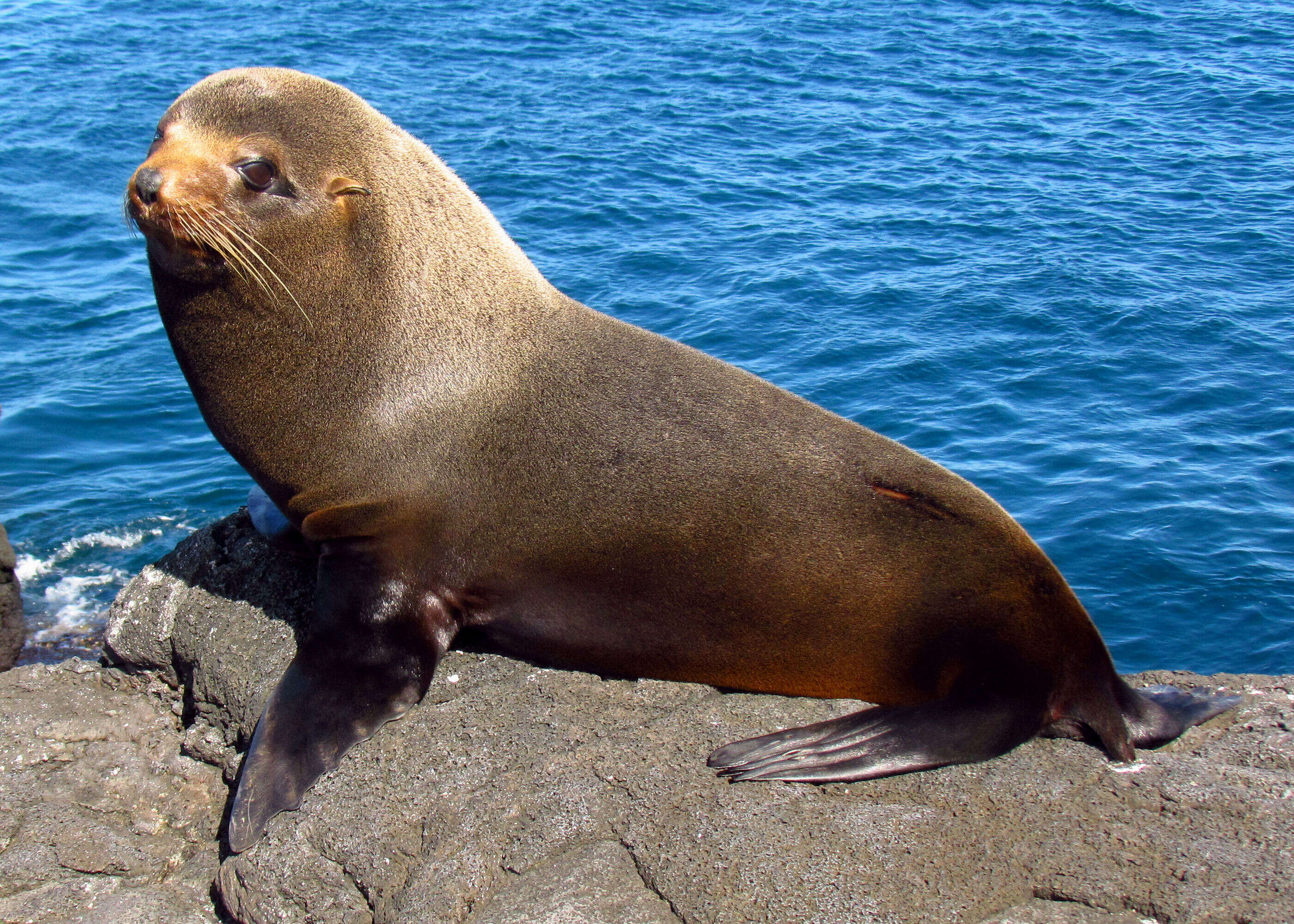 Image de Arctocéphale des Galapagos