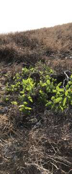 Image of Ficus opposita Miq.