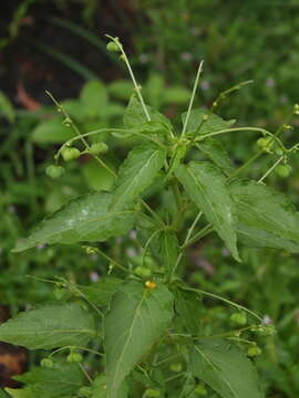 Plancia ëd Micrococca mercurialis (L.) Benth.