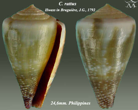 Image de Conus rattus Hwass ex Bruguière 1792