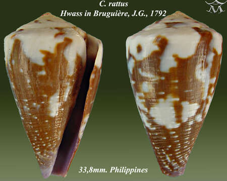 Image de Conus rattus Hwass ex Bruguière 1792