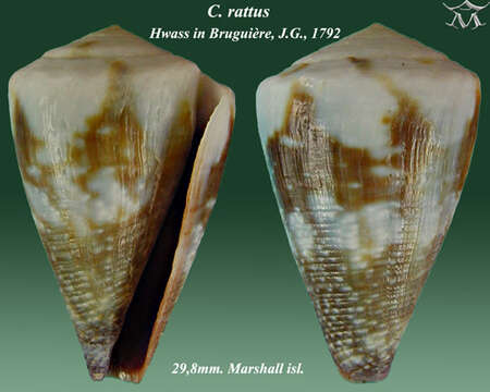 Image de Conus rattus Hwass ex Bruguière 1792