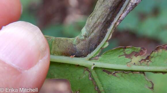 Chirosia gleniensis (Huckett 1924)的圖片