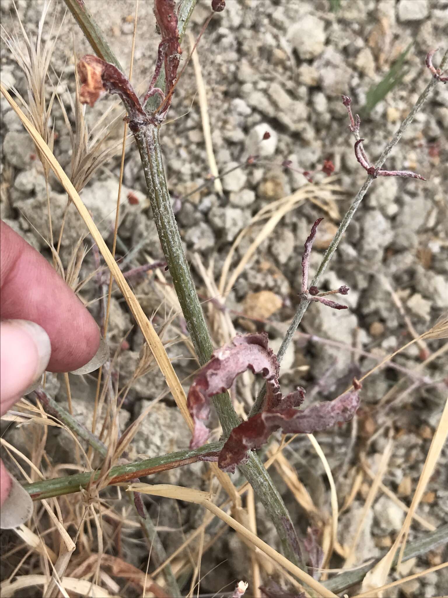 Image of anglestem buckwheat