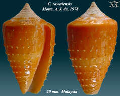 Image de Conus rawaiensis da Motta 1978