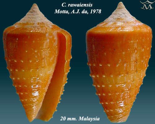 Image of Rawai cone snail