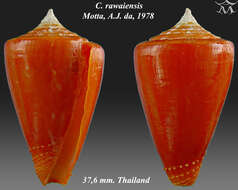 Image de Conus rawaiensis da Motta 1978