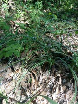 Image de Sisyrinchium fuscatum E. P. Bicknell