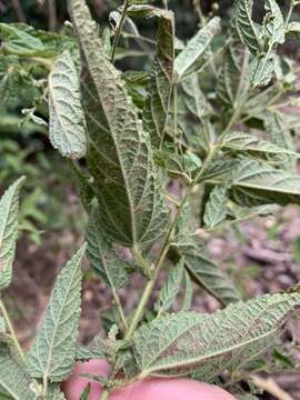 Image of Acalypha nemorum F. Muell. ex Müll. Arg.