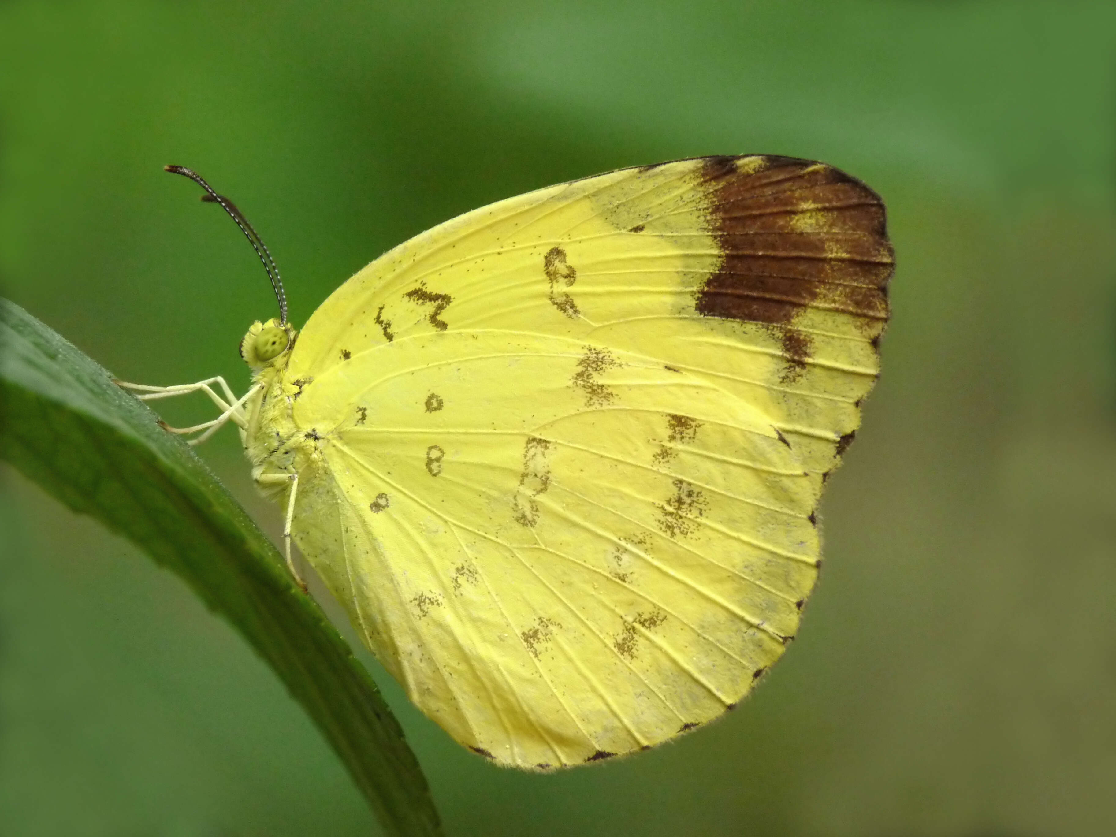 Image of Eurema blanda (Boisduval 1836)