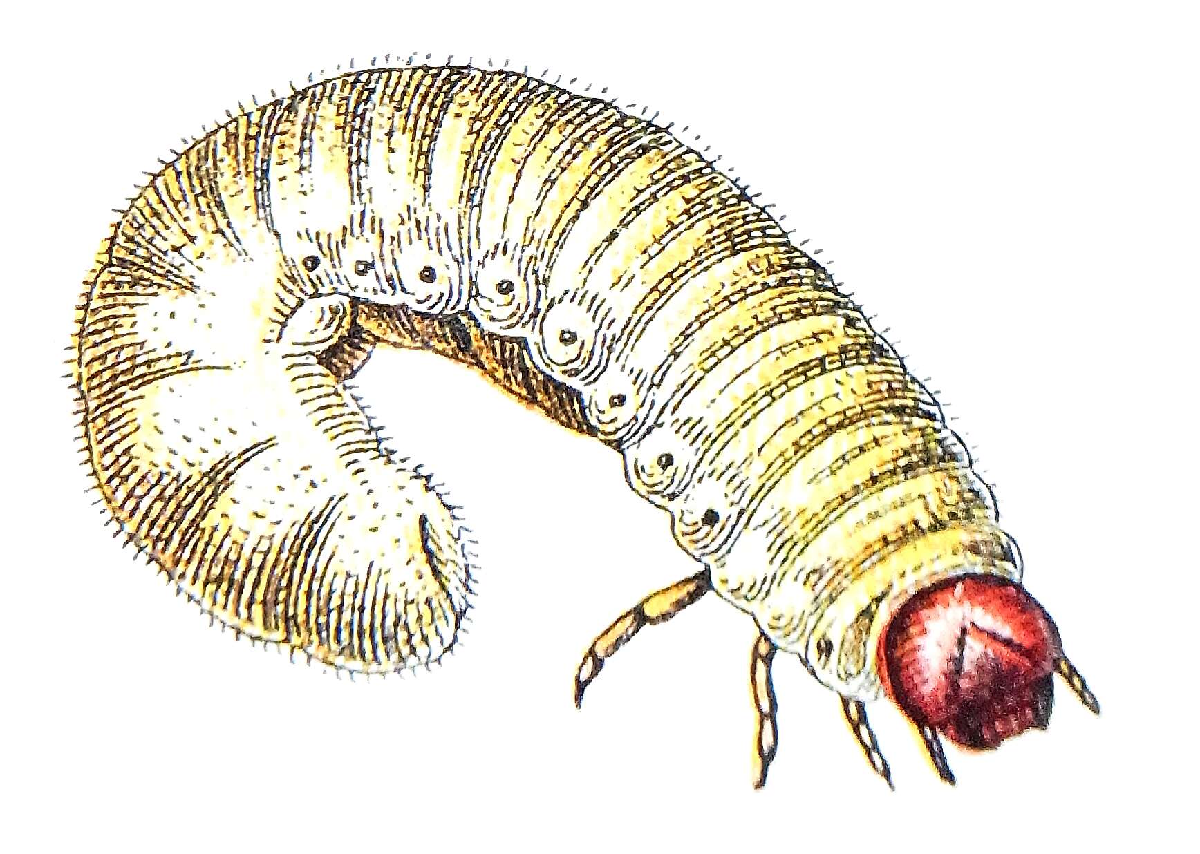 Image of Noble chafer