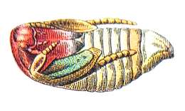 Image of Noble chafer