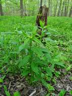 Image of American stoneseed