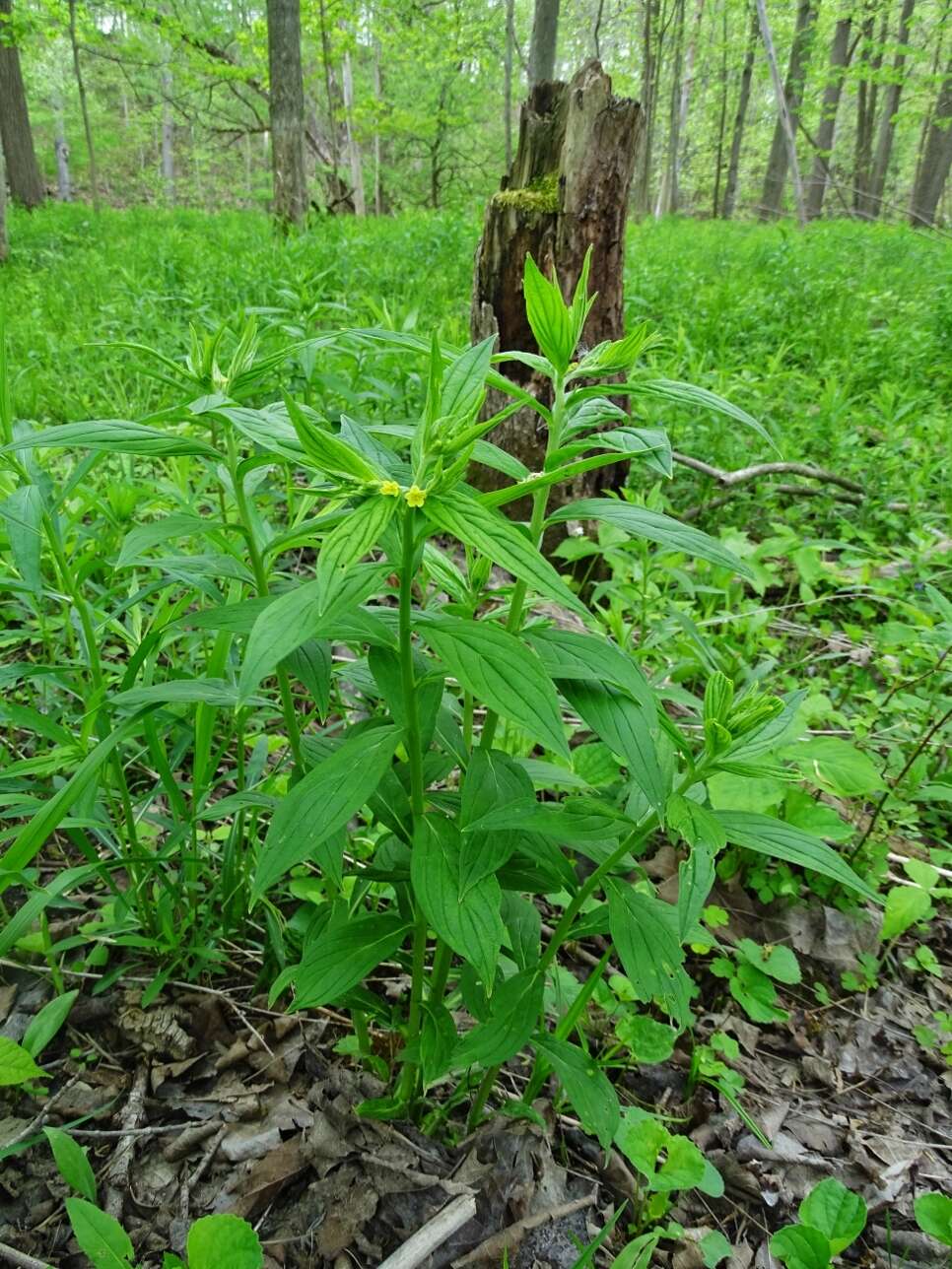 Image of American stoneseed