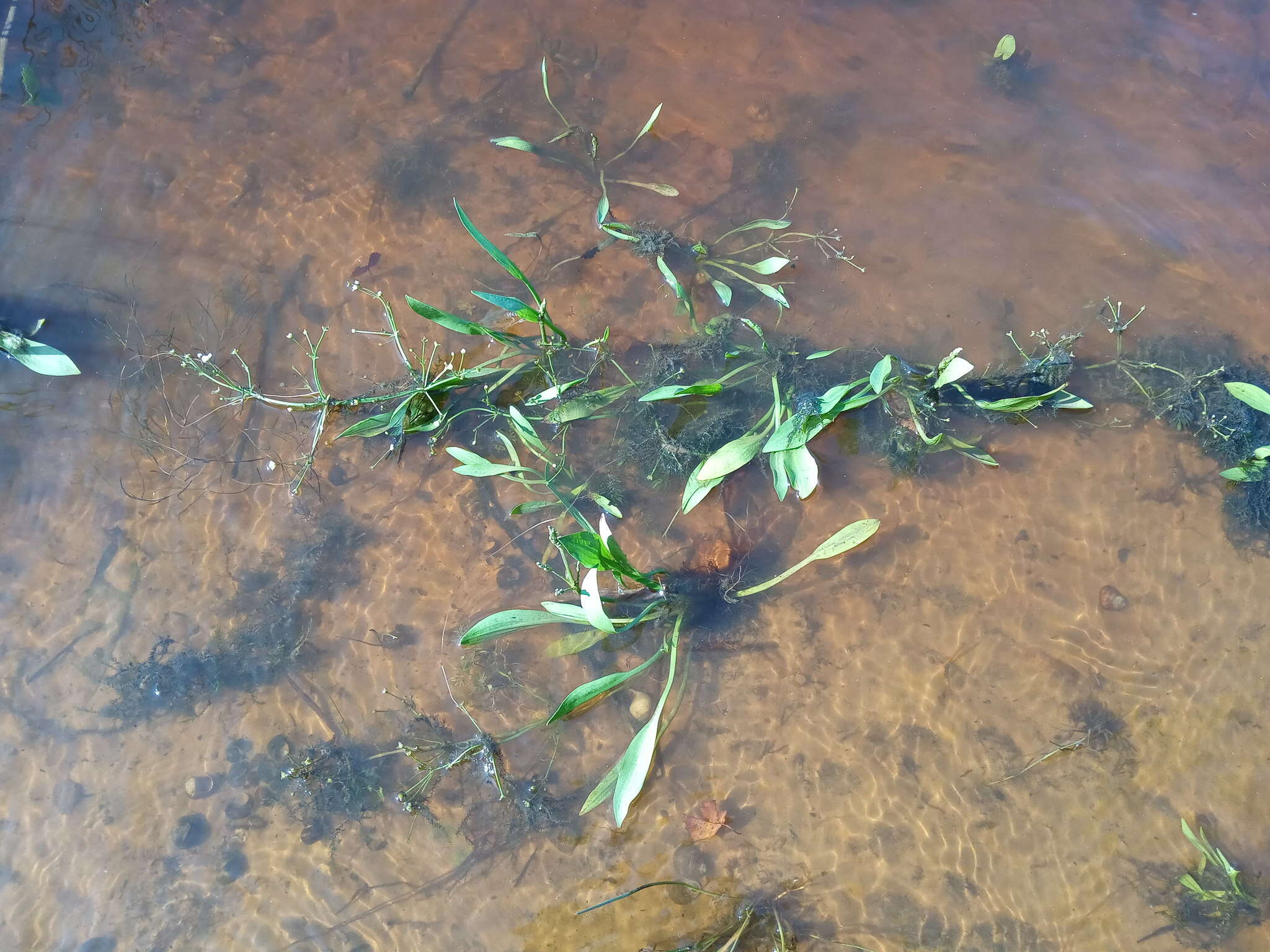 Image of Narrowleaf Water-plantain