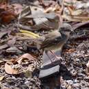 Image of Bar-winged Prinia