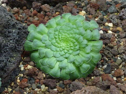 Image of Aeonium tabuliforme