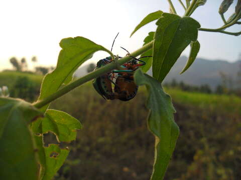 Image of <i>Chrysocoris stollii</i>