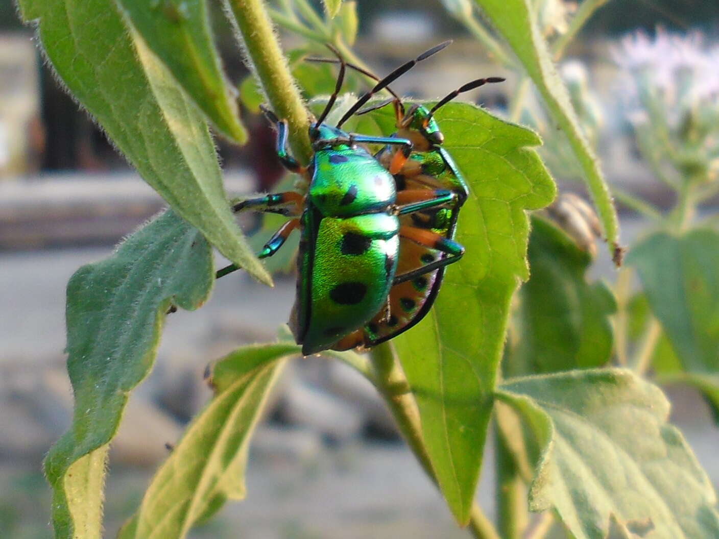 Image of <i>Chrysocoris stollii</i>