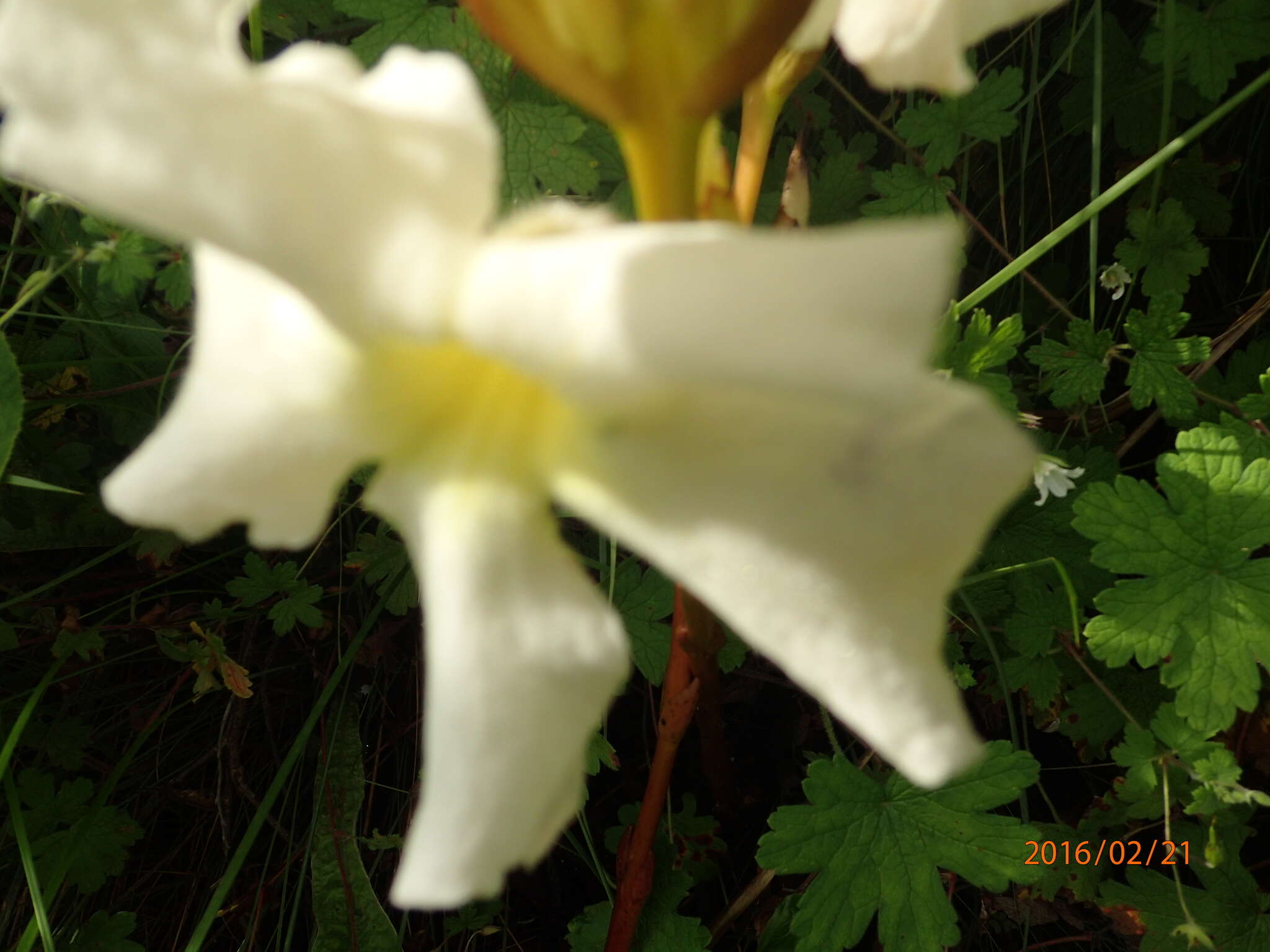 Image of Harveya speciosa Bernh.