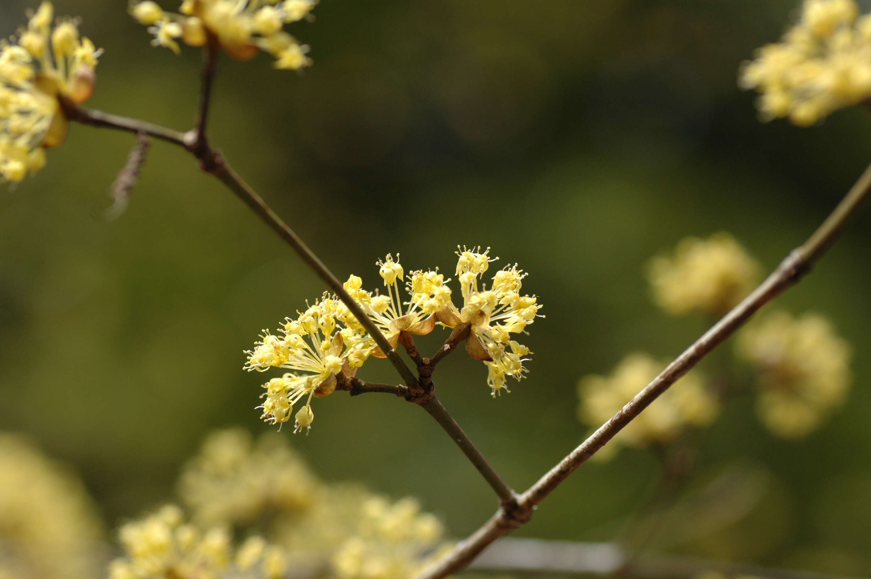 Plancia ëd Cornus officinalis Siebold & Zucc.