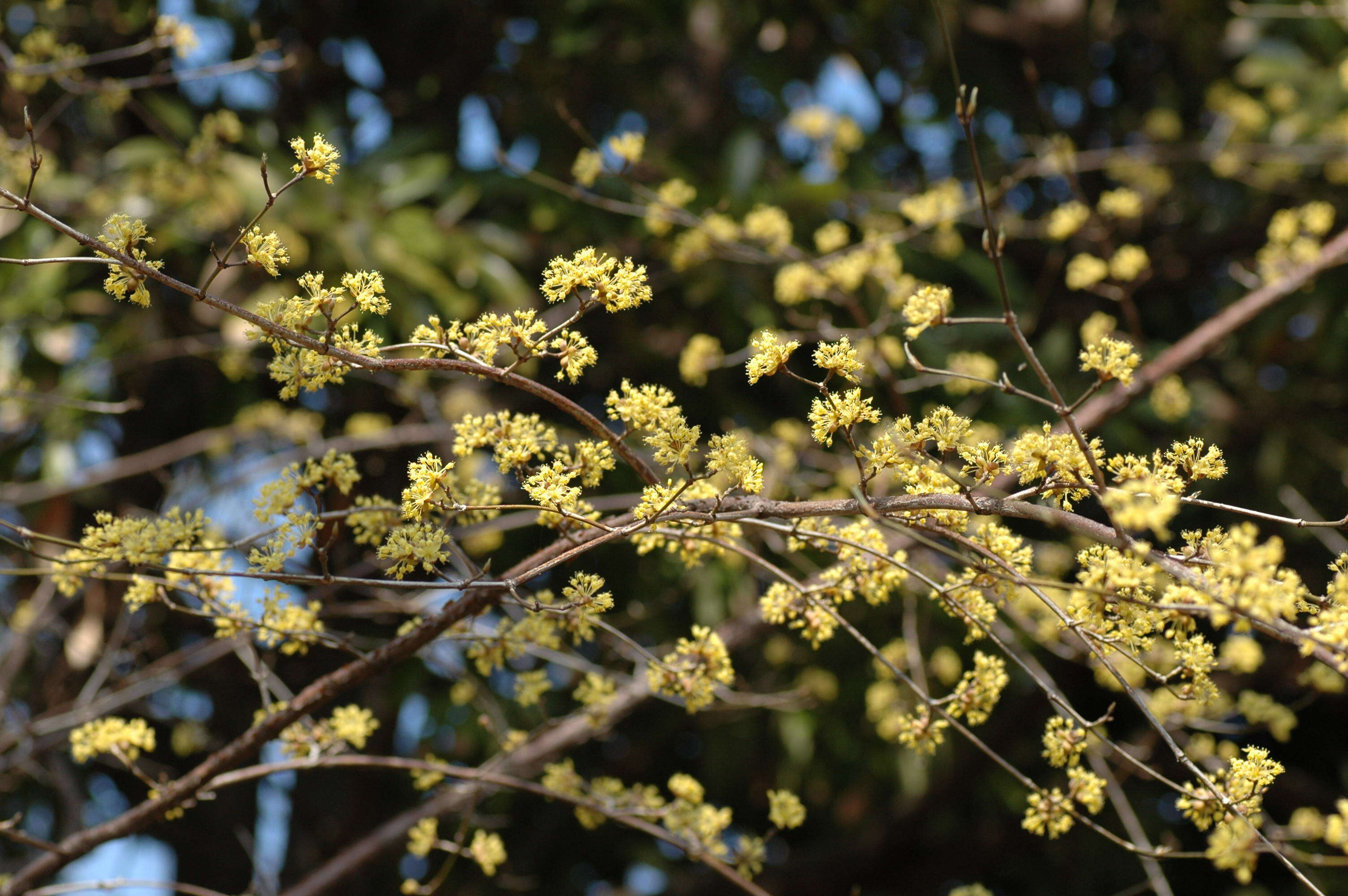 Plancia ëd Cornus officinalis Siebold & Zucc.