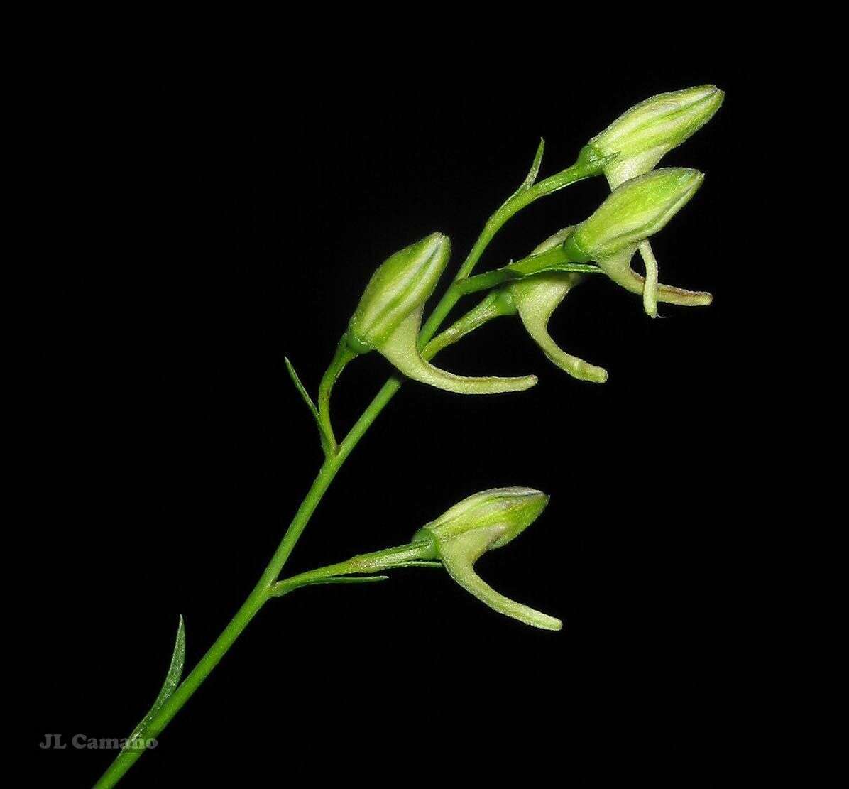 Image of Delphinium halteratum subsp. verdunense (Balbis) Graebner & Graebner fil.